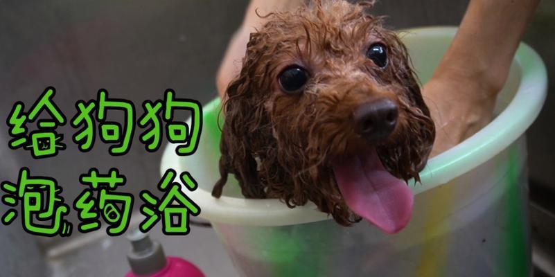 狗药浴中毒的症状及应对措施（详解狗药浴中毒的症状和预防方法）