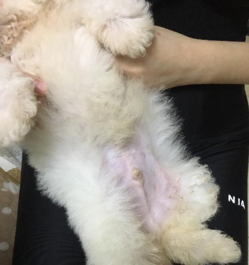 比熊公的拉尿时间究竟是什么时候？（探索比熊公尿尿时间的奥秘）