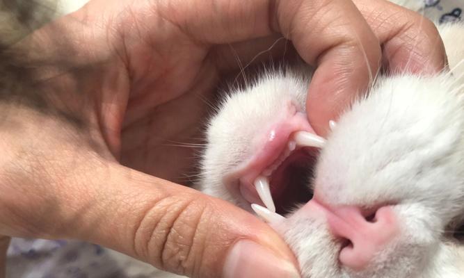 猫下唇肿胀的原因及应对方法（探究猫下唇肿胀的症状和治疗方式）