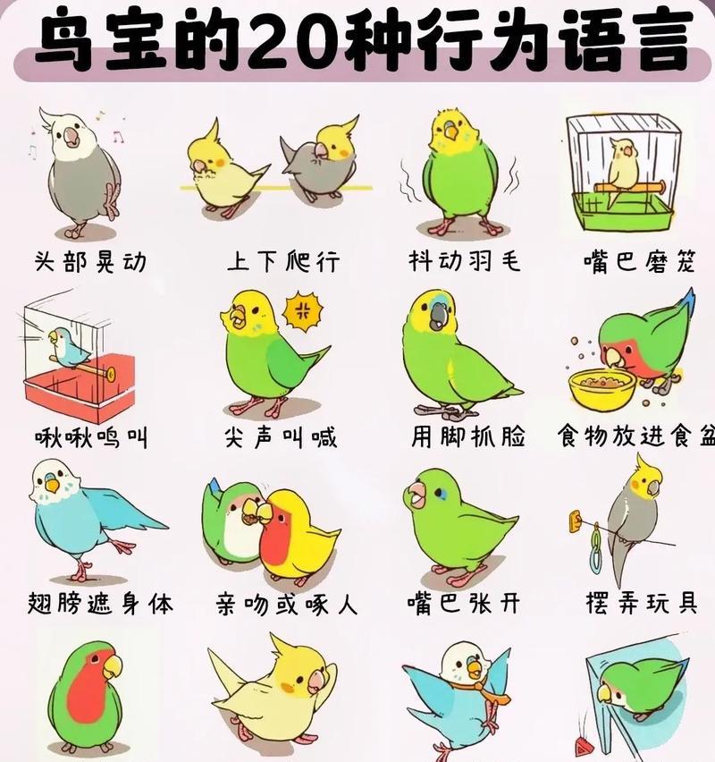 初学者饲养鸟类的指南（选择合适的鸟类宠物，让养鸟之旅更加愉快）