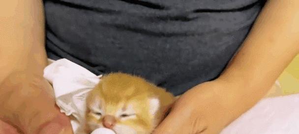 猫咪吃奶的时间节点及注意事项（了解猫咪吃奶的阶段和喂养要点，让它健康成长）