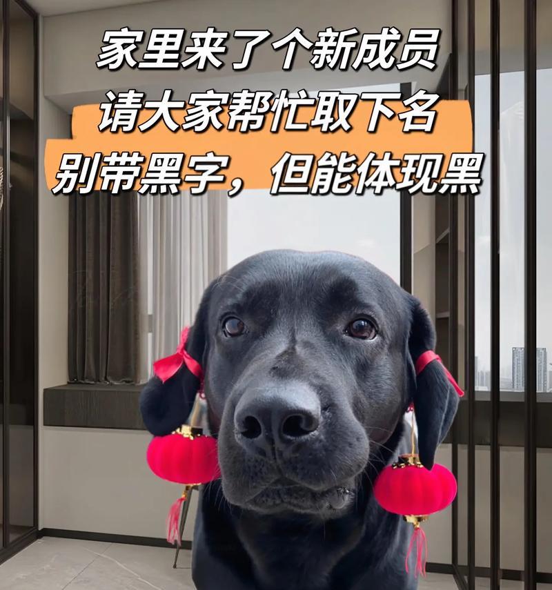 狗，宠物的忠诚伙伴（探索狗作为主题的文章，揭示狗对人类生活的重要性）
