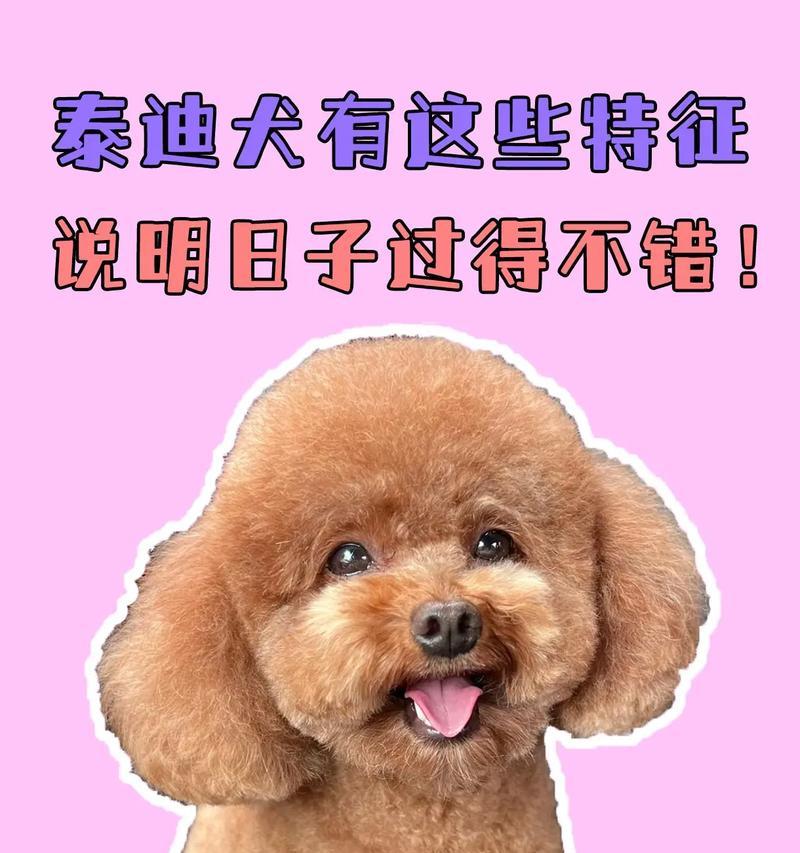 八个月泰迪宝宝的护理指南（关注营养、训练和社交，为你的宠物泰迪提供最好的照顾）