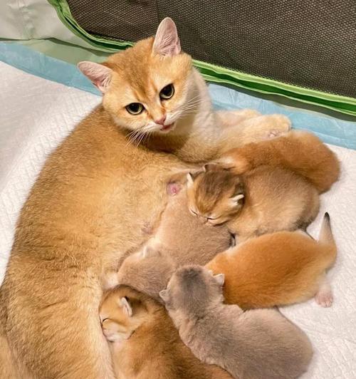 母猫生小猫的隐藏之处（探秘母猫生小猫时选择的神秘藏身之地）
