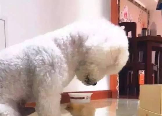 贵宾犬与鸡的奇妙关系（探寻贵宾犬为何喜欢咬鸡）