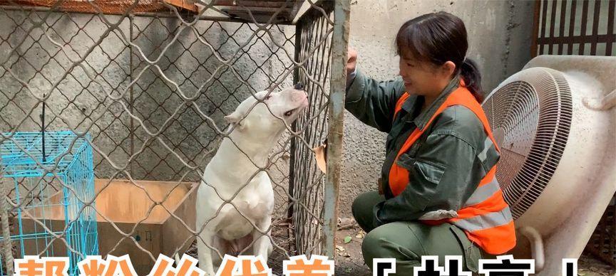 以杜高犬喂什么长得快？