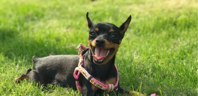 小鹿犬（了解小鹿犬的外貌、性格和饲养要点）