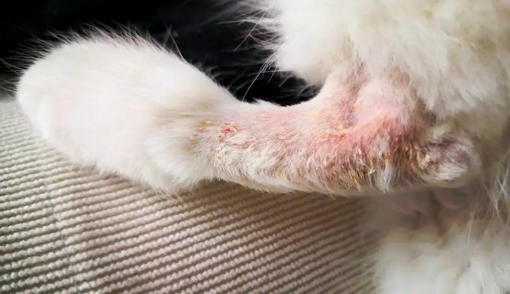 猫咪为什么容易长癣？（揭秘猫咪长癣的原因及防治方法）