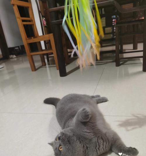 猫为何爱吃纸？（揭开猫咪爱吃纸的原因及解决方法）