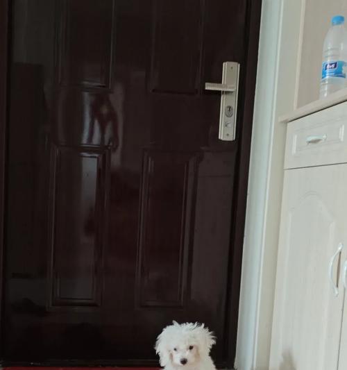 比熊犬毛发不卷的原因及特点（为什么比熊犬的毛发不卷？比熊犬的毛发特点是什么？）