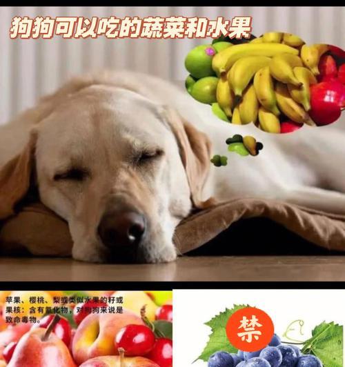 宠物狗的饮食健康（探索狗狗喜欢的草种类及其益处）