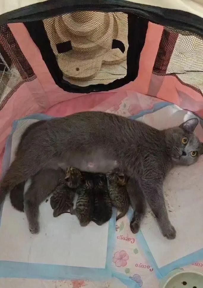 产后猫咪的护理需知（关爱产后猫咪健康，从这些方面着手）
