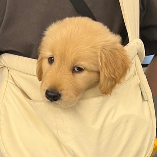 金毛配狗（探索金毛犬的最佳配对时机与方式）
