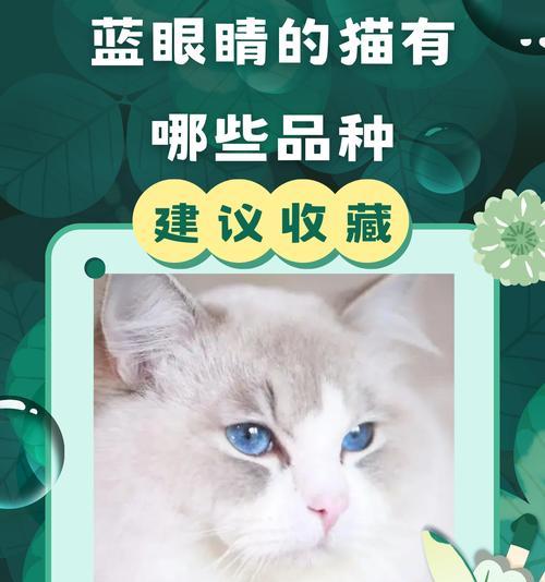 双瞳眼的猫（探寻双瞳眼猫的优势与魅力）