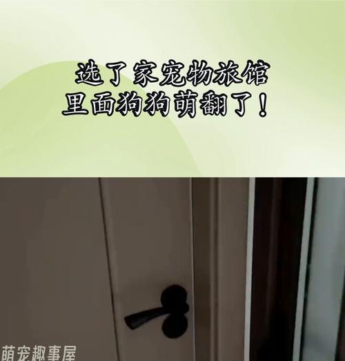 狗友之选（为您的毛茸好友提供舒适安乐的住宿体验）