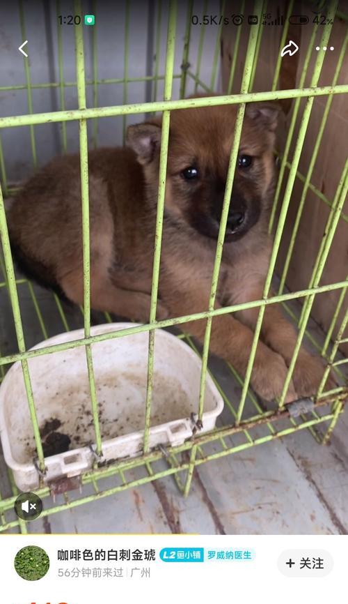 狼青与马犬（探究狼青与马犬的区别与特点）