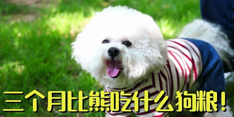 比熊狗的饮食需求（了解比熊狗的饮食需求，选购适宜的狗粮）