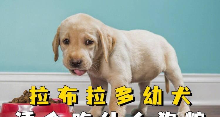 拉布拉多15天小狗的饮食指南（科学喂养小狗，健康成长的关键）