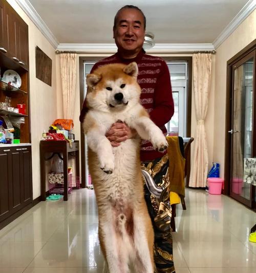 狗狗的身高生长时间及关键时期（揭秘狗狗成长过程中身高的重要阶段）