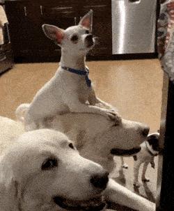 吉娃娃肚皮上出现黑点是什么？（了解吉娃娃肚皮黑点的成因和解决方法）