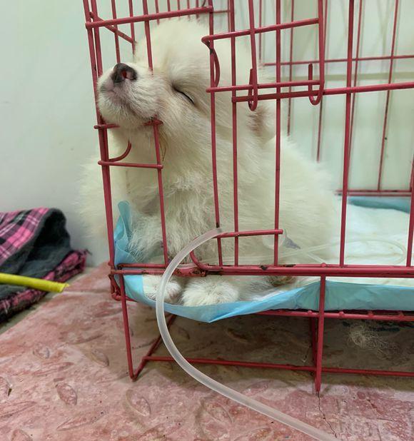 博美幼犬的疫苗接种时间表（保护你的小狗免受疾病侵害的关键是及时的疫苗接种）