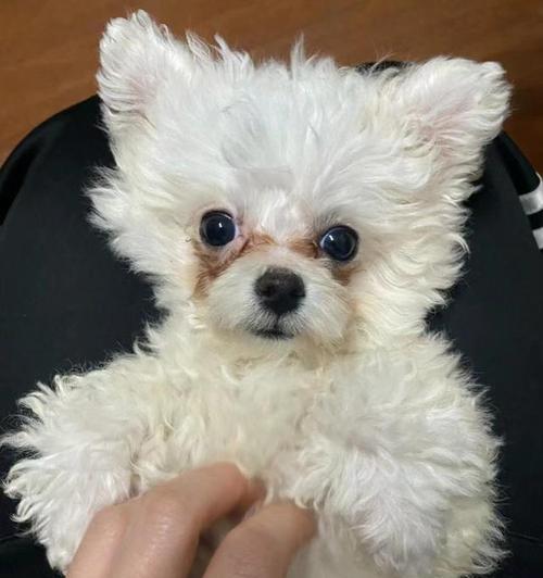 了解两岁比熊的特征和习性（探索两岁比熊的成长与魅力）