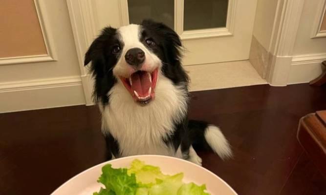 狗狗的健康离不开蔬菜（给宠物犬添加蔬菜可增强身体抵抗力）
