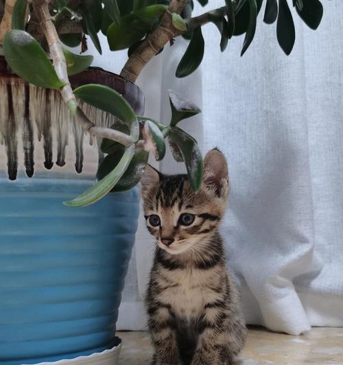 以狸花猫会生出什么花色？（探究狸花猫的遗传规律及花色变异）