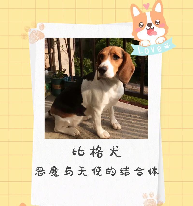 小比格犬——无畏勇士的小型猎犬（小比格犬）