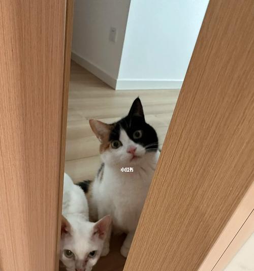 猫咪的大小便习惯及注意事项（猫咪大小便习惯，如何照顾好它们的生活环境）