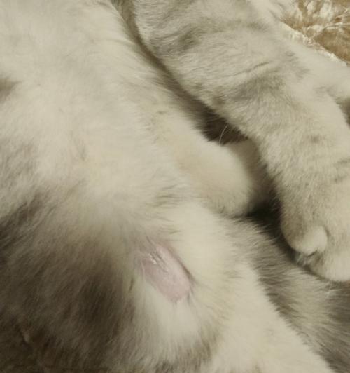 为什么猫长癣？（探索猫咪癣病的成因和处理方法）