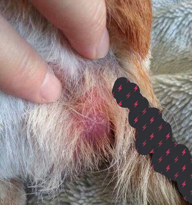 狗狗为什么长息肉？（探索狗狗患息肉的原因及预防方法）