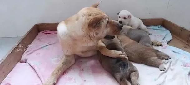 母狗产仔的全程护理与指导（如何确保母狗顺利生育健康幼崽）