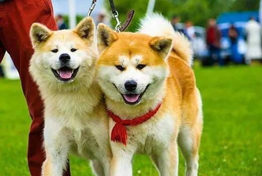 猎性犬种的优秀特征（探索犬类狩猎本能的迷人世界）