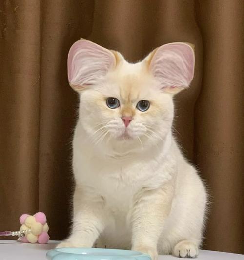 猫猫属生肖（猫猫属动物的特点及其在生肖中的象征意义）