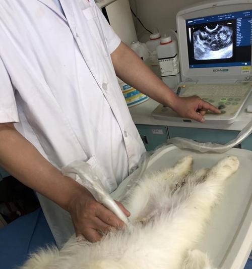 狗狗翻肠子的原因及预防方法（揭秘狗狗翻肠子的神秘行为与保健建议）