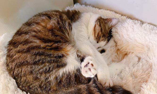 猫为什么不在窝里睡觉？（探寻猫咪对窝的偏好与行为习惯）