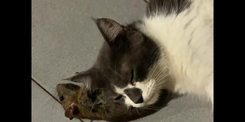 猫抓老鼠（探究猫抓老鼠的原因，了解宠物猫对主人的益处）