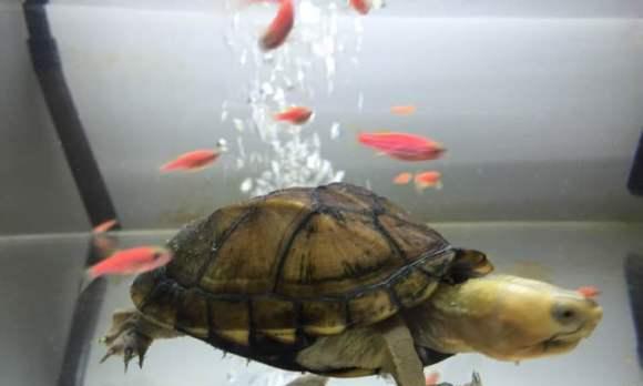 与蛋龟合适共同养育的鱼类（发现最佳水族室友的选择与关键要点）