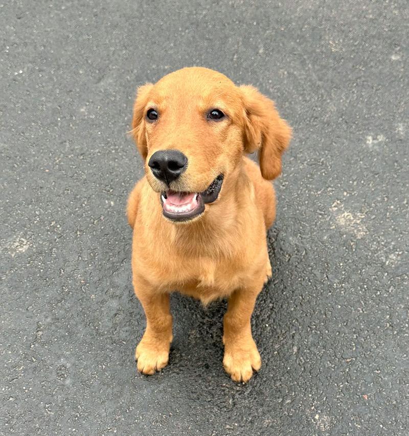 金毛犬鼻子的外观与特征（探究金毛犬鼻子的形态和功能，帮助养狗人士更好地了解它们的鼻子）