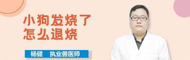 狗发烧不退的原因（探寻狗发烧不退的根源和应对方法）