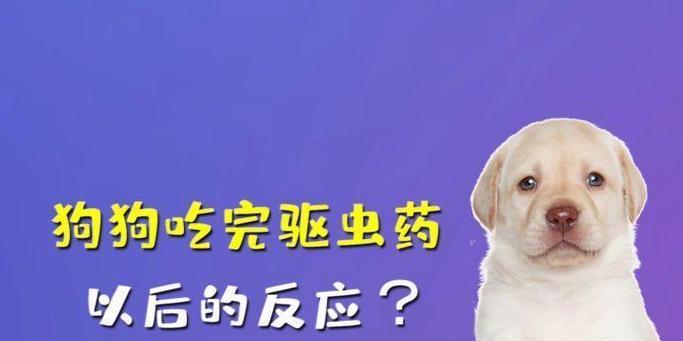 狗狗吃体内驱虫药的反应（了解狗狗吃体内驱虫药后的反应及注意事项）