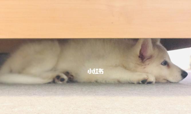 为什么狗狗喜欢钻床底？（探索狗狗钻床底的原因及行为解读）