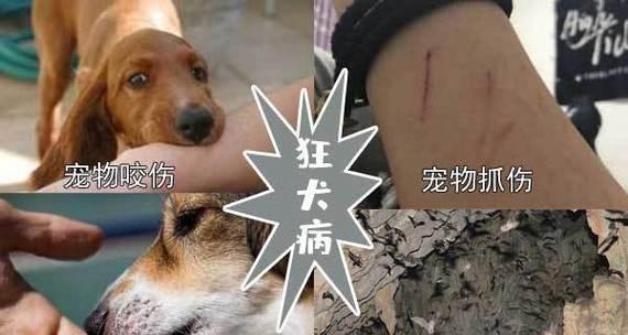 狗的狂犬病（探究狗狂犬病的起因及预防措施）