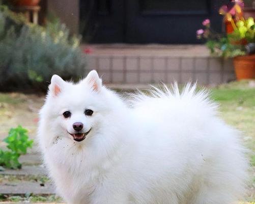 萨摩耶犬的丰富多彩色彩世界（探索萨摩耶犬不同颜色的魅力）
