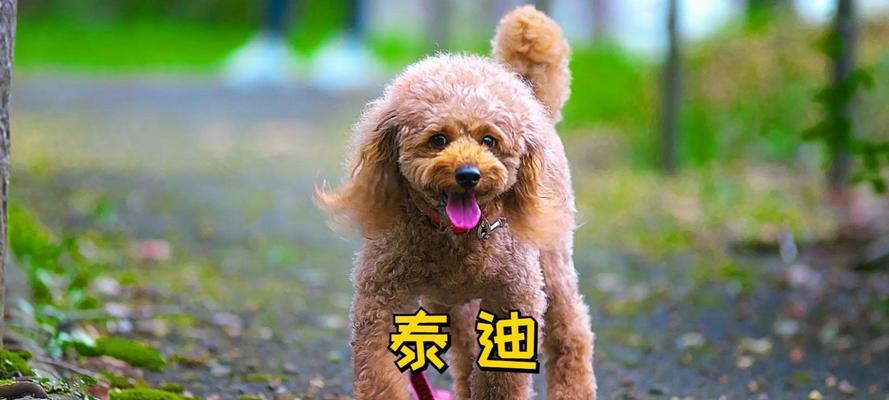 以赛泰迪（以赛泰迪，带给你温暖与欢乐）
