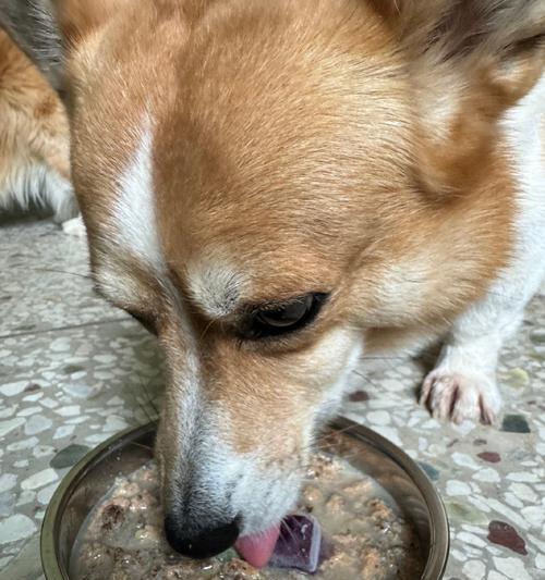 小金毛的健康饮食指南（为您解答每天喂养小金毛需要注意的问题）