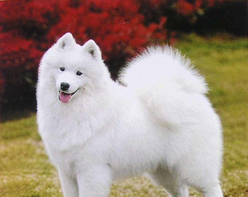 世上最听话的狗——金毛寻回犬（它们聪明、温顺，为你带来无尽快乐）
