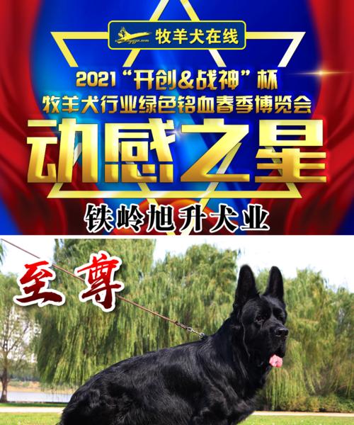 四个月德牧狗狗退烧方法大揭秘（了解退烧药物的合理使用，保护宠物健康）