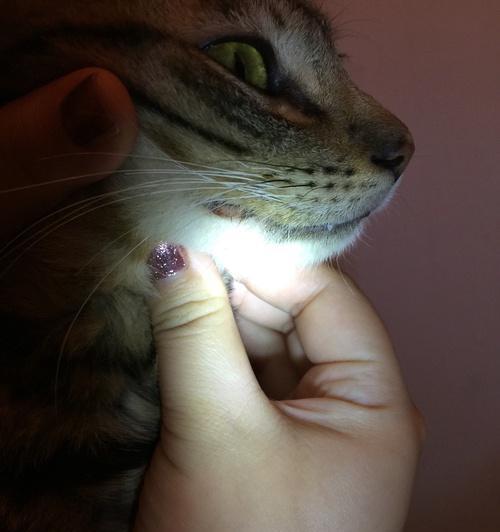 猫嘴角烂了的原因及处理方法（保护宠物猫嘴角的关键）